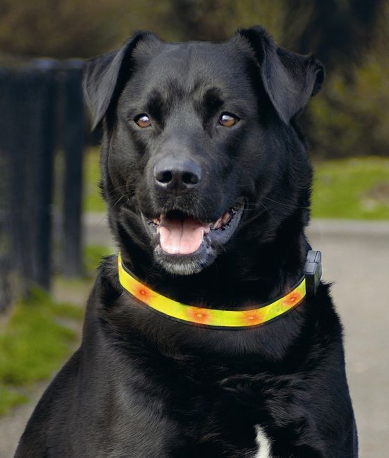 Žlutý svítící obojek pro středního psa. Velikost obojku 40-55x2,5 