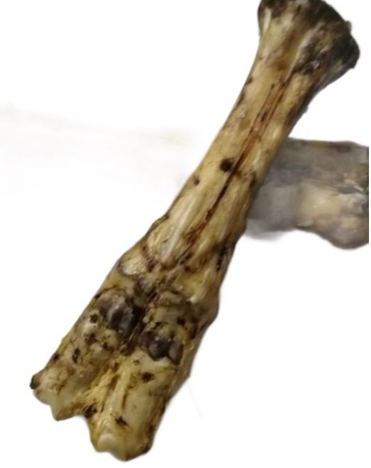 Hověz&iacute; holenn&iacute; kost s paznehtem je př&iacute;rodn&iacute; pamlsek pro psy, kter&yacute; nejen že z&aacute;bavně zabav&iacute;, ale tak&eacute; přisp&iacute;v&aacute; k zdrav&iacute; va&scaron;eho psa.