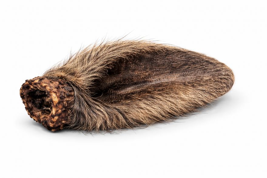 Hověz&iacute; su&scaron;en&eacute; ucho se srst&iacute; &ndash; 100% př&iacute;rodn&iacute; žv&yacute;kac&iacute; pamlsek pro psy, podporuje tr&aacute;ven&iacute;, čist&iacute; chrup a zabav&iacute; na dlouhou dobu.