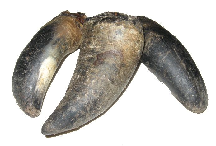 Půlkilogramov&yacute; trvd&yacute;, odoln&yacute; pamlsek hověz&iacute;ch rohů