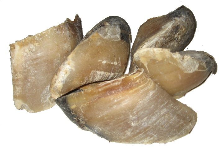 Půlkilogramov&yacute; trvd&yacute;, odoln&yacute; pamlsek hověz&iacute;ch kopyt